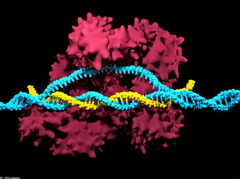 Researchers use gene-editing technology to treat fatal lung disease ...