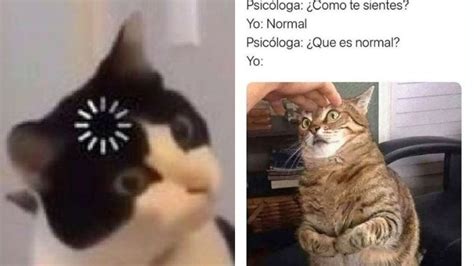 6 memes de gatitos graciosos para compartir con amigos | Petlife