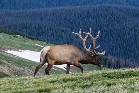 Elk vs Moose Comparison: Size, Habitat, Meat & Main Differences