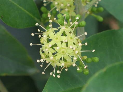 Schefflera Flower [Overview And Tips To Make It Flower!]