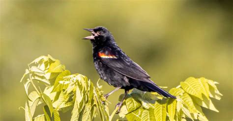 Red-Winged Blackbird Behavior - AnimalBehaviorCorner