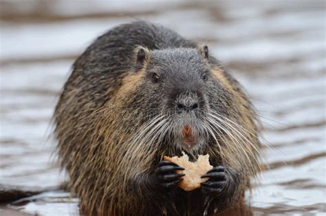 European beaver stock image. Image of rodent, american - 175687257