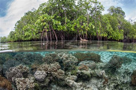 Mangroves Coral Reefs