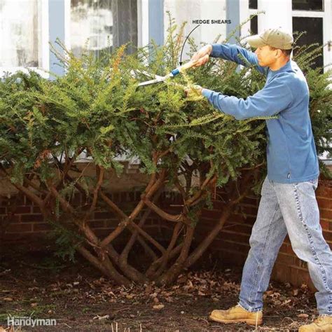 Bush Pruning Tips for Healthier Bushes | How to trim bushes ...