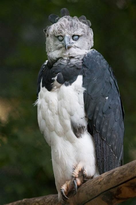 Scary Harpy - This Harpy Eagle (Harpia Harpyja), one of the largest ...