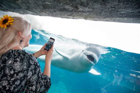 Mystic Aquarium | Visit CT