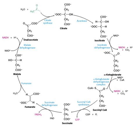 Citric Acid Cycle Diagram