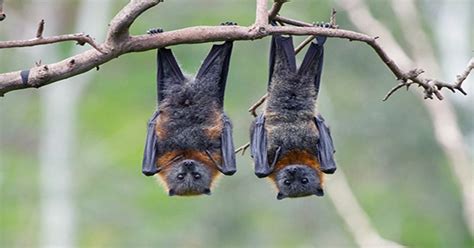 Protecting Bat Habitat Is Necessary To Prevent New Viruses From ...