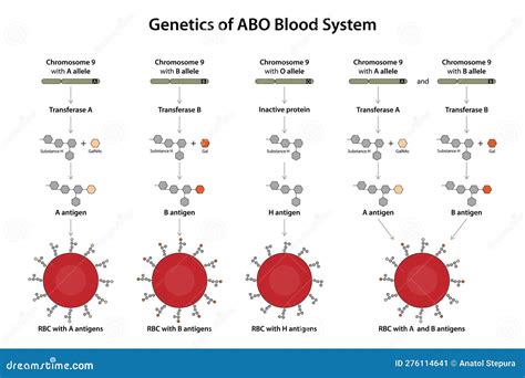 Genetics Of ABO Blood System. Royalty-Free Stock Photography ...