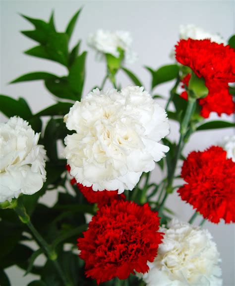 carnation | Carnations