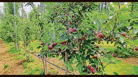 Growers in Kashmir valley eager to partake in apple windfall ...