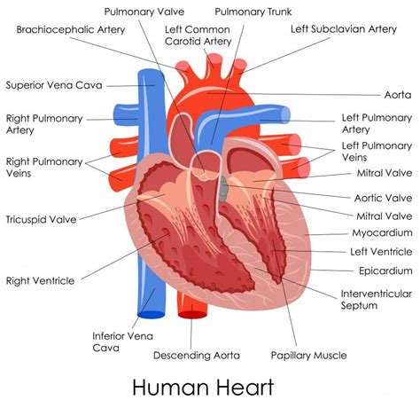 What is the Infundibulum? (with pictures)