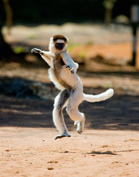 Sifaka Lemur Madagascar Stock Images - Download 678 Royalty Free Photos ...