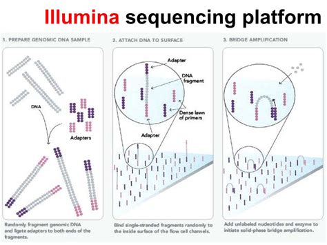 nanoHUB.org - Resources: [Illinois] Phys550 Lecture 25: Noise in Gene ...