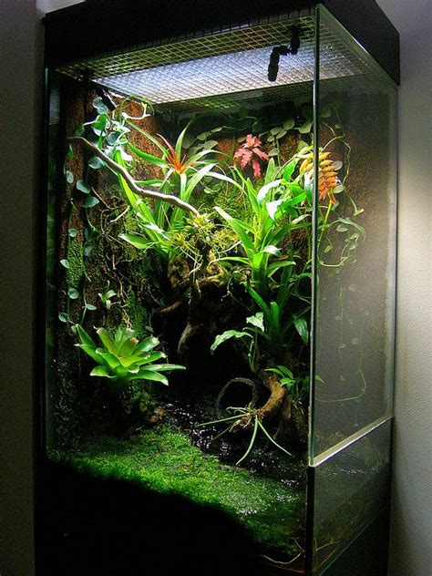 Vertical vivarium 48cmx35cmx70cm - Dendroboard | Vivarium, Frog ...