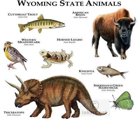 animals of wyoming - Google Search | North american animals, Animal ...