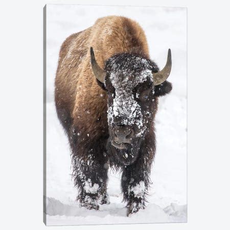 Bison In Snow Canvas Print by OLena Art | iCanvas