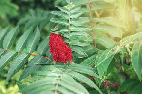 Wild Edibles: Sumac Berries - Farmer’s Almanac