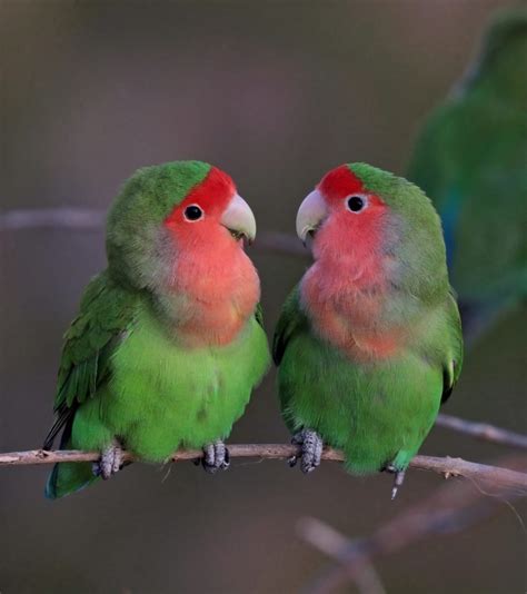 7 Most Romantic Birds in The World - Bird Buddy Blog