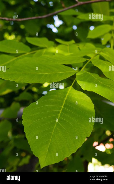 Walnut Tree Leaves High Resolution Stock Photography and Images - Alamy