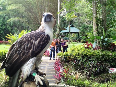 The Philippine Eagle at the Philippine Eagle Nature Center in Davao ...