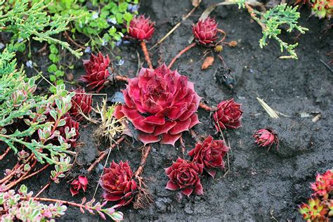 Growing Hens and Chicks: How to Care for Sempervivum Plants