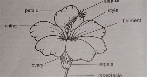 LIGHT IN SCIENCE 4: Unit 3 Lesson 1: Flower