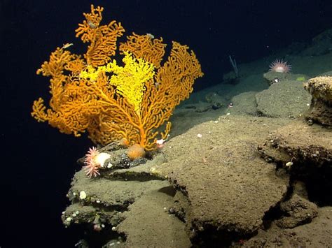 Council Creates a Coastal Safe Haven for Atlantic Deep-Sea Corals ...