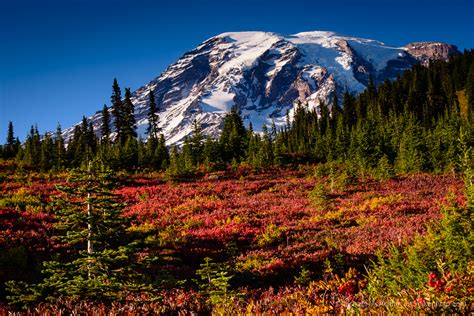 Mount Rainier: Paradise Autumn Colors