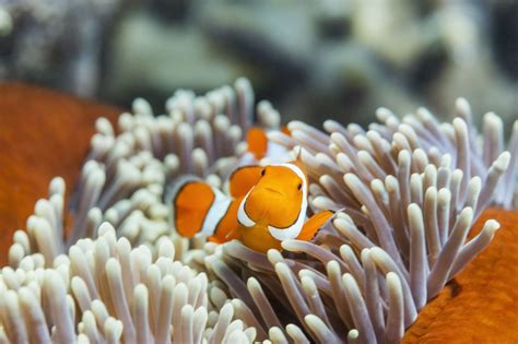 Clownfish Facts - Great Barrier Reef Foundation - Great Barrier Reef ...