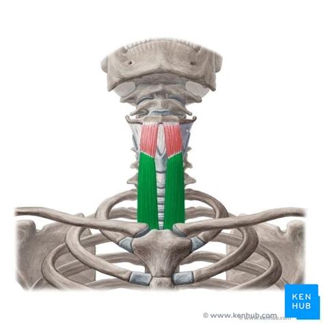 Sternothyroid: Origin, insertion, innervation, action | Kenhub