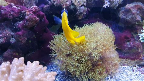 Advice request: Foxface is brushing in the coral in the same way as a ...