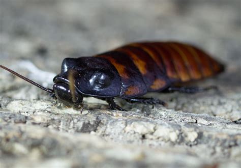 The enormous hissing cockroaches of Madagascar are gentle giants ...