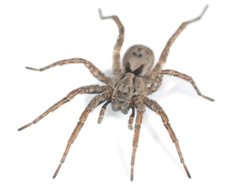 House Spiders and Other Spider Infestation Problems