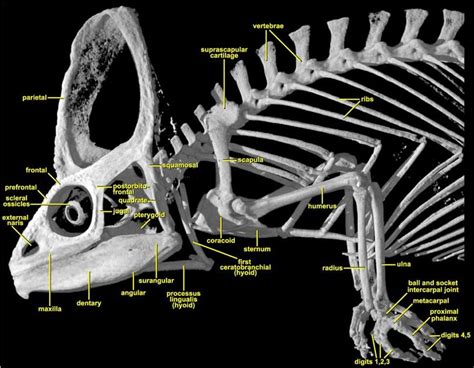 17+ best images about CHAMELEON ANATOMY on Pinterest | Panthers ...