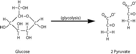 Explain How Molecules Other Than Glucose Can Be Used as Energy Sources ...