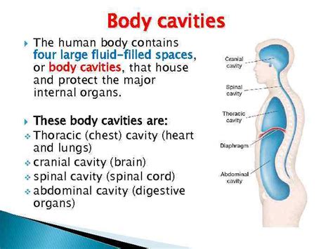 Human Body Cavity Diagram