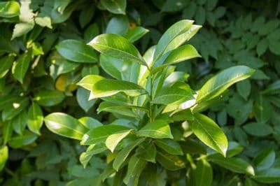 Bay Laurel Hedge » Top Growing Tips