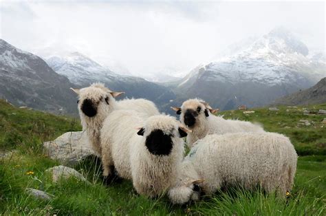 Valais Blacknose Sheep | Valais blacknose sheep, Black faced sheep, Animals