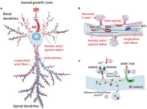 Frontiers | Dendritic Actin Cytoskeleton: Structure, Functions, and ...