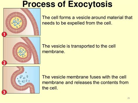 Endocytosis And Exocytosis Animation