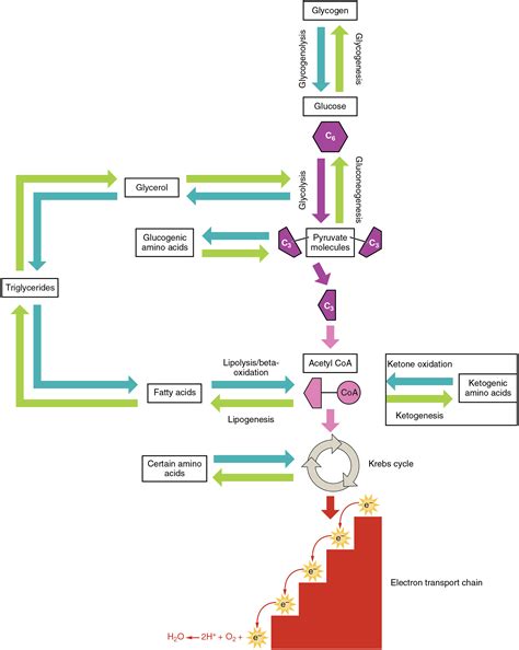 What And Where Pathways Diagram