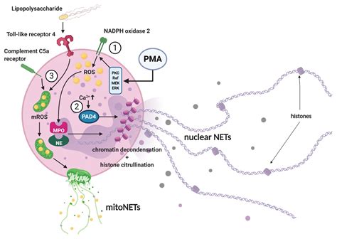 IJMS | Free Full-Text | Neutrophil Extracellular Traps and Their ...