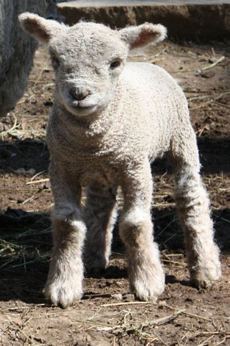 "Nera" Babydoll Southdown sheep www.kellanefarm.com | Pet sheep, Sheep ...