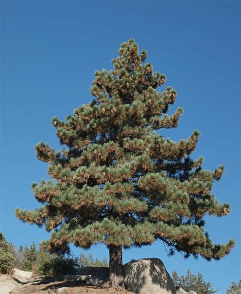 Coulter Pine - Pinus coulteri