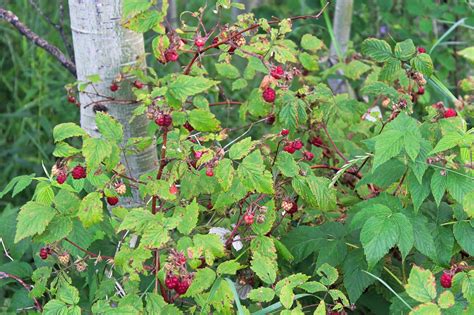 Wild Raspberries: How to Identify, Harvest, and Eat Raspberries