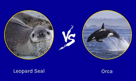 Leopard Seal vs Orca: What's the Difference? - AZ Animals