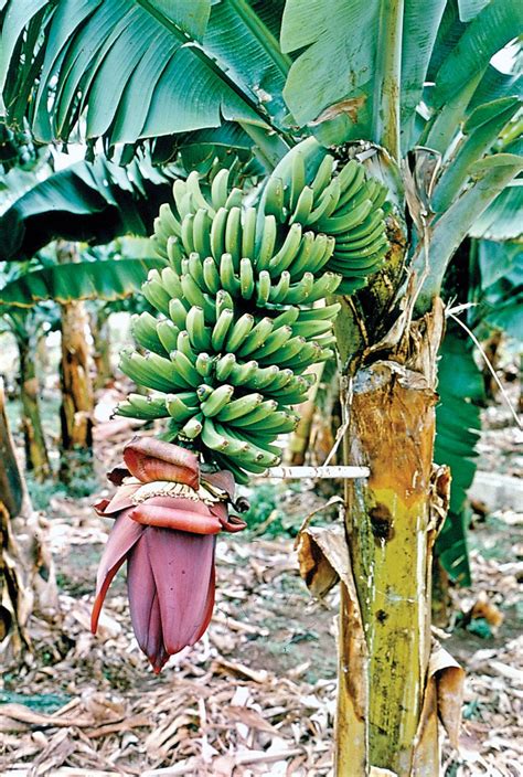 Images Of Banana Trees