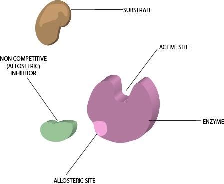 What is an allosteric enzyme?