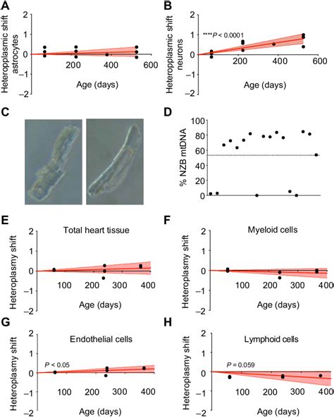 Analysis of heteroplasmy in brain and cardiac cell populations. (A and ...